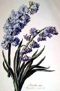 Cornelis van Spaendonck Prints Hyacinth Spain oil painting artist